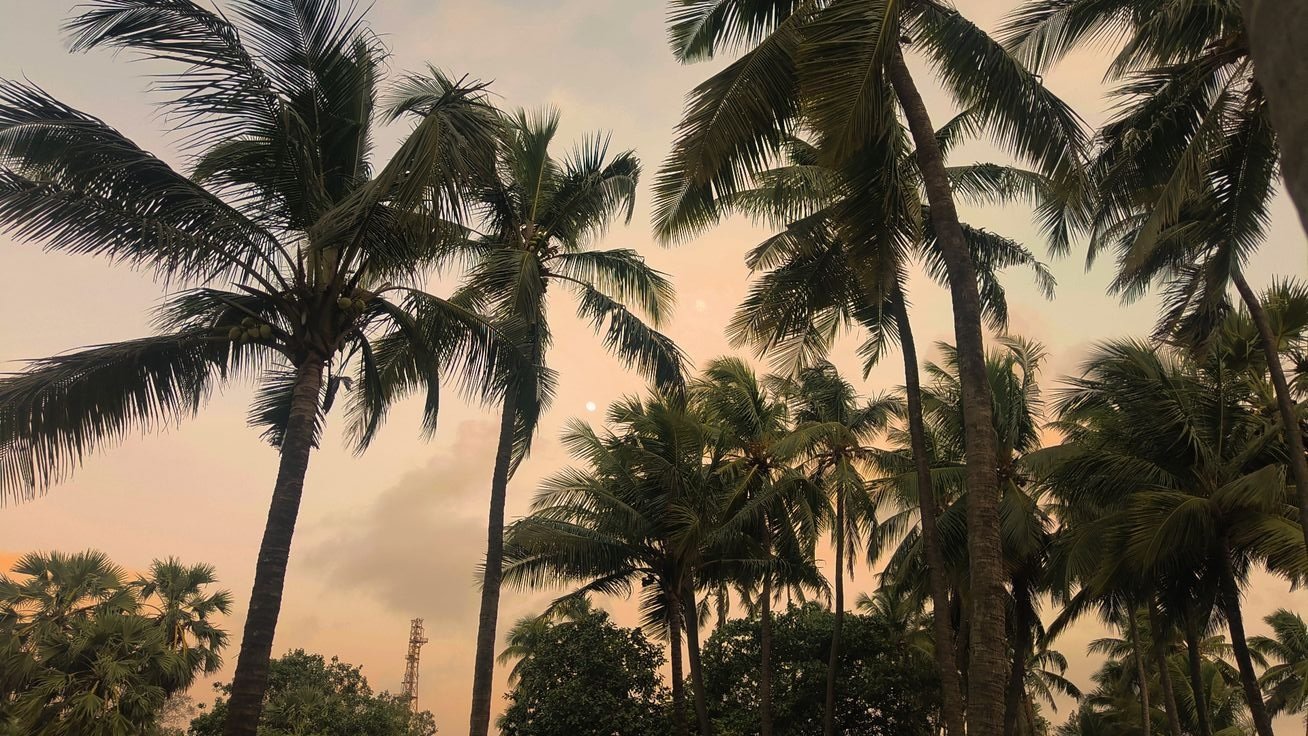 Coconut plantation in Indonesia